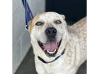 Adopt Dutton a Cattle Dog