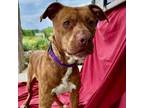 Adopt Beamer a Pit Bull Terrier