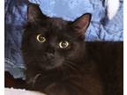 Adopt Apollo a Burmese, American Shorthair