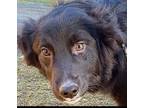 Adopt Charlie a Border Collie