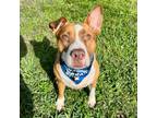 Adopt Marco a Staffordshire Bull Terrier