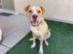 Adopt Frisco a Yellow Labrador Retriever, Shepherd