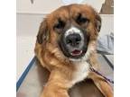 Adopt Freddie Mercury a Australian Shepherd, Saint Bernard