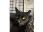 Adopt Archer a Domestic Short Hair