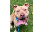 Adopt Max a Staffordshire Bull Terrier