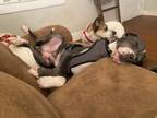Adopt Django a Labrador Retriever, Pit Bull Terrier