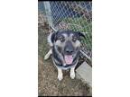 Adopt Bentley a German Shepherd Dog, Great Pyrenees