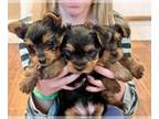 Yorkshire Terrier PUPPY FOR SALE ADN-745051 - AKC Yorkshire Terriers small