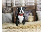 Boston Terrier PUPPY FOR SALE ADN-745039 - AD 1 Adorable AKC Boston Terriers