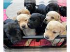 Labrador Retriever PUPPY FOR SALE ADN-745329 - Lab puppies