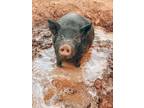 Adopt Daisy & Aggie *located in Fresno, CA a Duroc, Pig