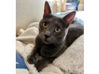 Adopt Bria a Domestic Short Hair