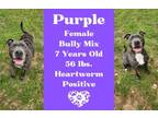Adopt Purple a American Staffordshire Terrier