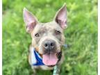 Adopt ZOEY a Pit Bull Terrier