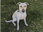 Adopt GYPSY a Greyhound, Labrador Retriever