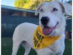 Adopt LANA a Siberian Husky, Pit Bull Terrier