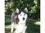 Adopt Chrissie a Siberian Husky