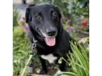 Adopt LADYBUG a Mixed Breed