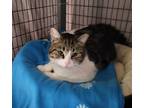 Adopt Kay a Domestic Short Hair