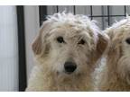 Adopt Swiftie a Golden Retriever, Standard Poodle