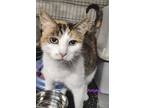 Adopt Autnumn and Buttercup a Calico