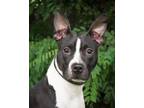 Adopt EMORY a Staffordshire Bull Terrier