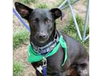 Adopt Pincho a Shepherd