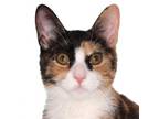 Adopt Anestasia - Center a Calico