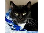 Adopt Holly a Domestic Short Hair