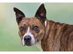 Adopt TINA a American Staffordshire Terrier, Mixed Breed