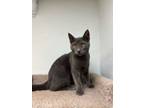 Adopt Desdemona a Russian Blue