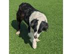 Adopt Moffat a Border Collie