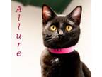 Adopt Allure a American Shorthair