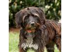 Adopt Freddie 9892 a Wirehaired Terrier