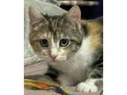 Adopt Lainey a Domestic Short Hair