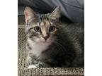 Adopt Carly a Domestic Short Hair