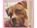 Adopt Pickles a Boxer