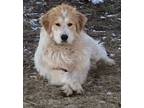 Adopt Lassi - Puppy - New to Rescue a Great Pyrenees