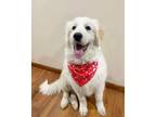 Adopt Audrey - Puppy - Pending a Great Pyrenees