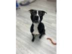 Adopt Serena a Pit Bull Terrier, Mixed Breed