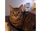 Adopt Ren a American Shorthair