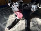 Adopt Meet Lucy! a Pit Bull Terrier