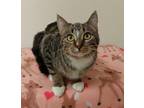 Adopt Nutcracker a Domestic Short Hair