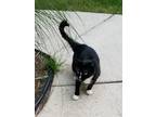 Adopt Blackie a Tuxedo, Domestic Short Hair