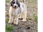 Mutt Puppy for sale in Hampton, VA, USA