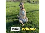 Adopt Princess Willow - tripod a German Shepherd Dog, Terrier