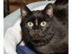 Adopt Simone a Domestic Short Hair