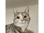 Adopt Momasita a Domestic Short Hair