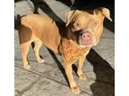 Adopt Fiona - In a Foster Home a Pit Bull Terrier, Mixed Breed