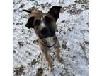 Adopt Halsey-Prison Training Program! a German Shepherd Dog